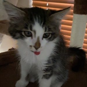 Meet your Posher, Neil